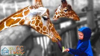 🦒🦁When Kids Feed Giraffe at the Cheyenne Mountain Zoo Part 1 CC & Wally 🐘🐍