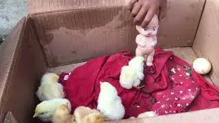 ANAK AYAM LUCU