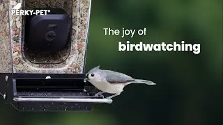 Perky-Pet Smart Camera Bird Feeders | The joy of birdwatching - 30 second
