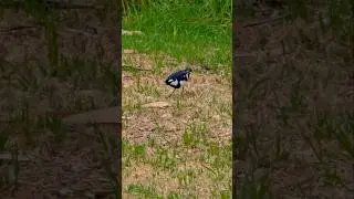 Murray Magpie foraging #birds #bird #animals #animal #animalshorts #nature #wildlife #australia #fyp