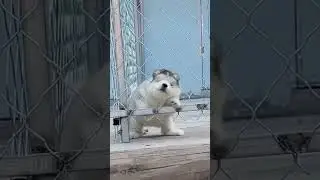 Cute puppy🥰😍#puppy ##cute#cuteanimals #fyp#foryou