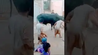 #dangerzone ,#dangerous ,#dilpasandcattlefarm ,#qurbanicollection ,#dangerboys ,#buffalo ,