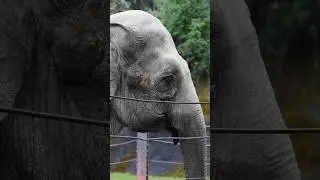 Beautiful Elephant Point Defiance Zoo Washington State 2024