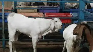 PATEERA Goat for Sell