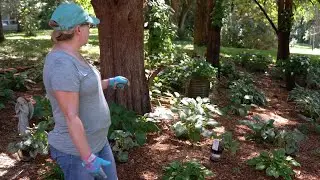Working on a Hasta Garden! 🍀 & working on the property | To-Doodledoo ☀️