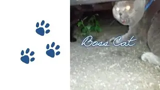 Boss Cat - My Territory