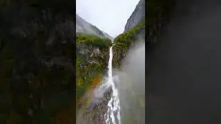 8k jungle video ultra hd #wildlifein8k