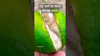 Citrus Plant Fruits Cracking problem # Citrus fruits cracking is a big problem # Why do fruits cr...