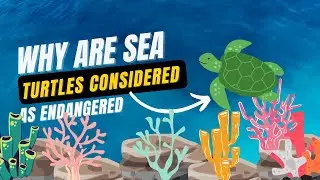 Why are SEA TURTLES Considered as an ENDANGERED Species?
