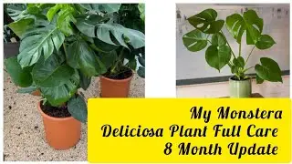 Monstera Deliciosa/Swiss Cheese Plant Full Care And 8 Month Update/Poori Dekhbhal Propagation Method
