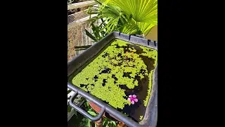 Superfood: come coltivare le lenticchie d'acqua sul balcone con un consumo minimo di risorse