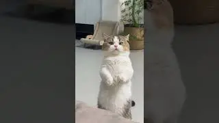 Standing Cat with a Mysterious Look 👀🐾 | What Is He Thinking? #shorts