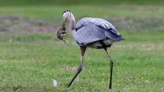 Great Blue Herons and a Great Egret hunting pocket gophers