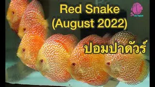 RED SNAKE @PandYDiscusFarm (ปลาปอมปาดัวร์)