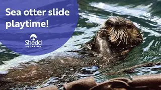 Sea Otter Slide Playtime!