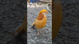 Sidkeong Tulku Bird Park vibes 🐦✨️#SidkeongTulkuBirdPark #WestSikkim #SikkimDiaries #BirdLovers