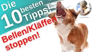 Bellen/Kl&auml;ffen stoppen I Tipps & Tricks! Hundeerziehung: Die 10 wichtigsten & wertvollsten Tipps!