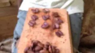 Cutting cacao beans to check for good fermentation rates in