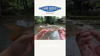 ตกปลาทางน้ำไหล stream fishing #fishing #lureaddict #fish #ตกปลา #streamfishing #hampalabarb