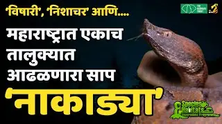 महाराष्ट्रात एकाच तालुक्यात आढळणारा साप | Hump nosed Pit Viper snake information in marathi