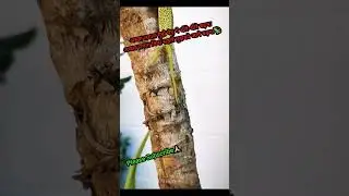 आगे बढ़ना #lizard #climbing #shorts #motivation #poemvideo