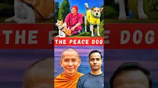 Aloka The Peace Dog #samsunny #walkforpeace #buddhism