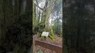 #AntarcticBeechtrees #springbrooknationalpark #goldcoast #australiandiaries #australia #queensland