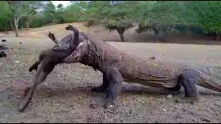 NEW ||| KOMODO DRAGON SWALLOW LONG TAIL MACAQUE
