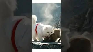 KungFu Cat Saves Baby Goat from Cliff Fall! 🐐🏔 #Shorts