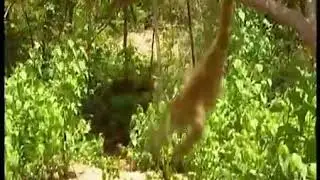 Lutung monyet monkey vs tiger harimau