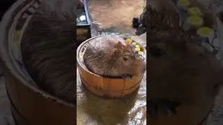 Just a capybara chilling