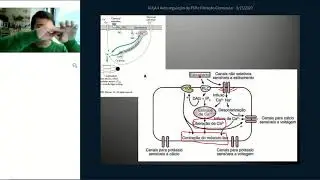 SISTEMA RENAL - AULA 4: Auto regulação do FSR e Filtração Glomerular