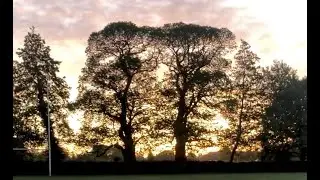 Heart-opening tree meditation