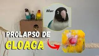 [URGENTE] PROLAPSO DE CLOACA, UMA COISA ROSA NA CLOACA, EM CALOPSITAS, AGAPORNIS OU OUTRAS AVES