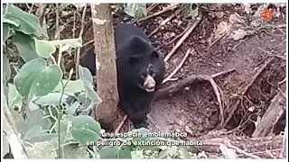 Avistamiento de Oso de Anteojos en El Carmen de Atrato - Chocó