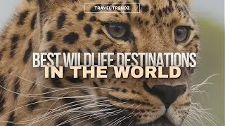 The Best Wildlife Destinations Around the World: Where to See Animals in Their Natural Habitat?