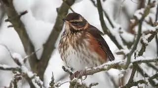 Redwing bird in the snow
