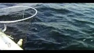 WHITEFISH FISHING LESSONS ON ROUND LAKE ONT.MPG