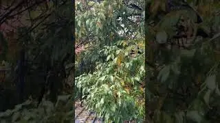 Fall rain.  October. Kazakhstan.