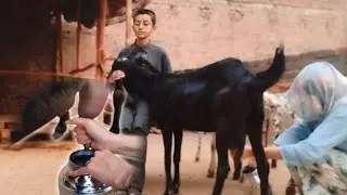 Pakistani girl goat milking by hand | dramy Baz bakri | aneeb ka gharana