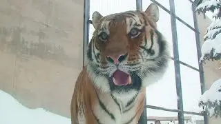 【アムールトラ】キリル、やっと公開 - 旭山動物園 （2015）Siberian tiger who came from hogle zoo 