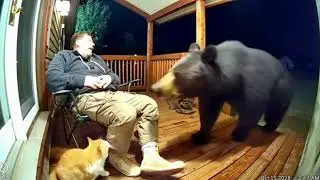 Security Cam Catches Cat vs Bear  Fight (Bear Attack Caught on Ring Cam)