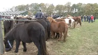Paardenmarkt in Lottum