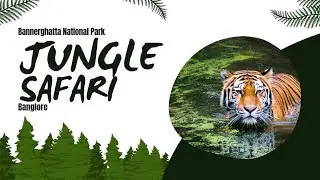 കാട്ടിലൂടെയൊരു അടിപൊളി യാത്ര,Into the Wild: Intense Jungle Safari Adventure!