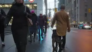 Trained Protection Dog STOPS Mugging in Toronto! 🔥🐕💪 | Noble Protection Dogs
