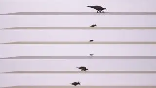 The Isle- Speed test (All dinos)