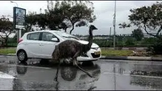 The world's second largest bird 'emu in the zoo