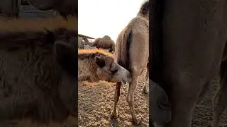 Camel mating and breeding scene   65