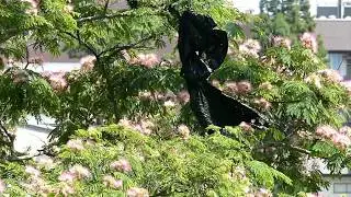 The Simplest Scarecrow 鳥害対策として樹上に黒ビニール（鳥よけ）