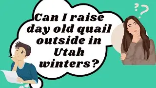 Raising Quail OUTDOORS in wintertime in Utah .